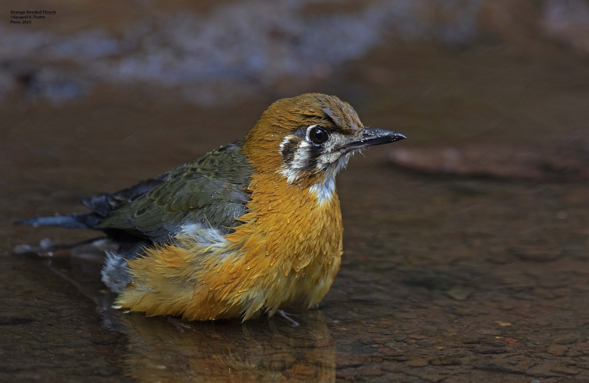Orange-headed Thrush - ML638576034
