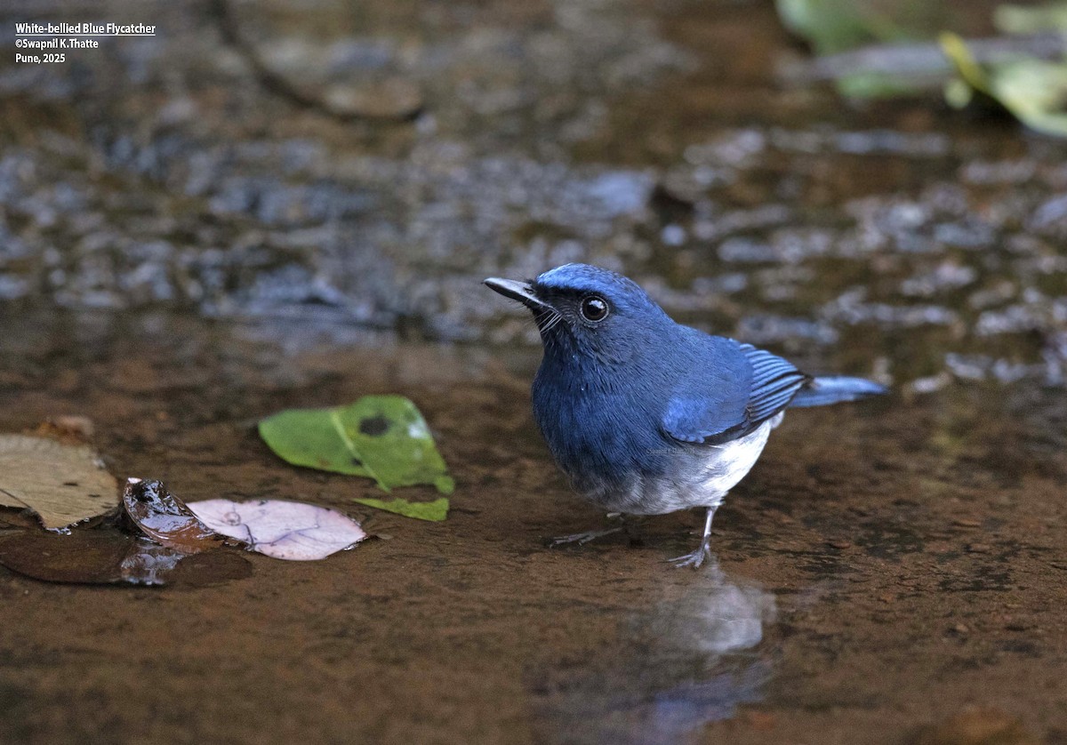 White-bellied Blue Flycatcher - ML638576037