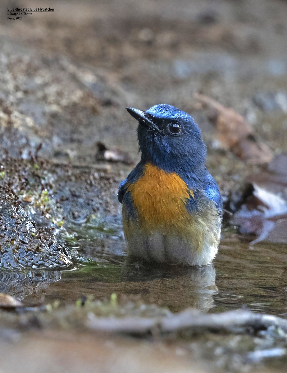 Blue-throated Flycatcher - ML638576042