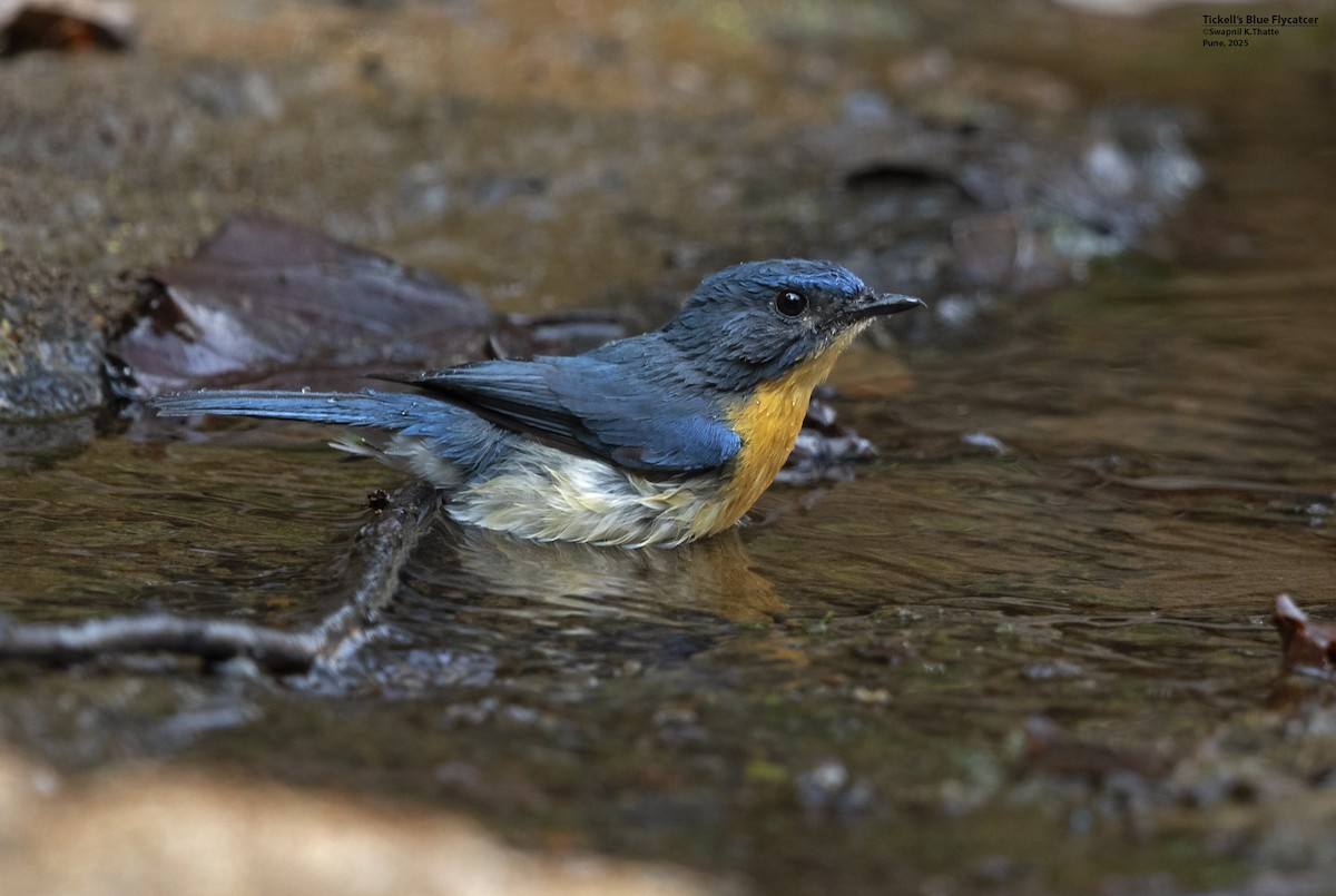 Tickell's Blue Flycatcher - ML638576051