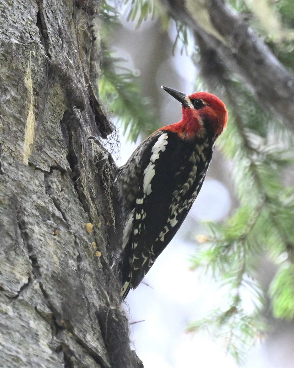 Red-naped x Red-breasted Sapsucker (hybrid) - ML638576059