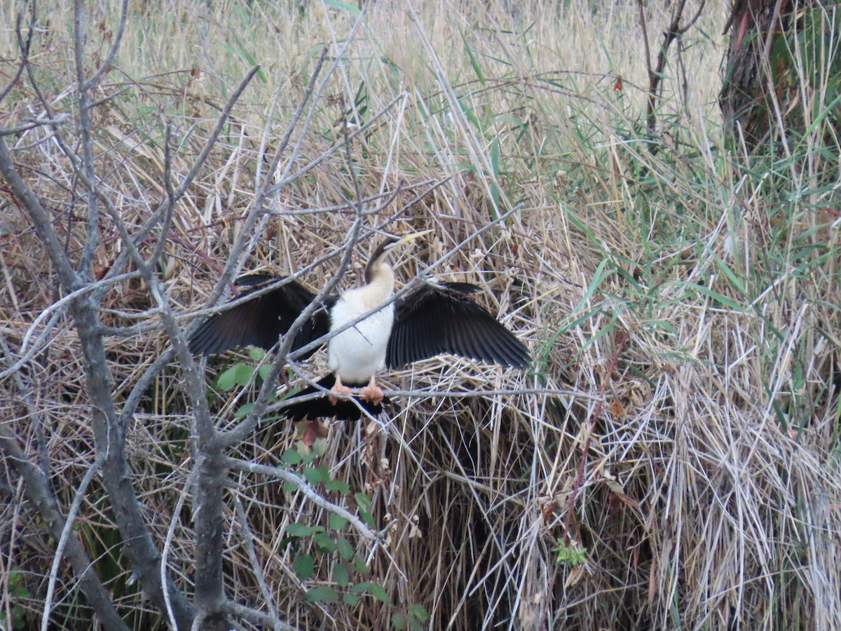 Australasian Darter - ML638576060