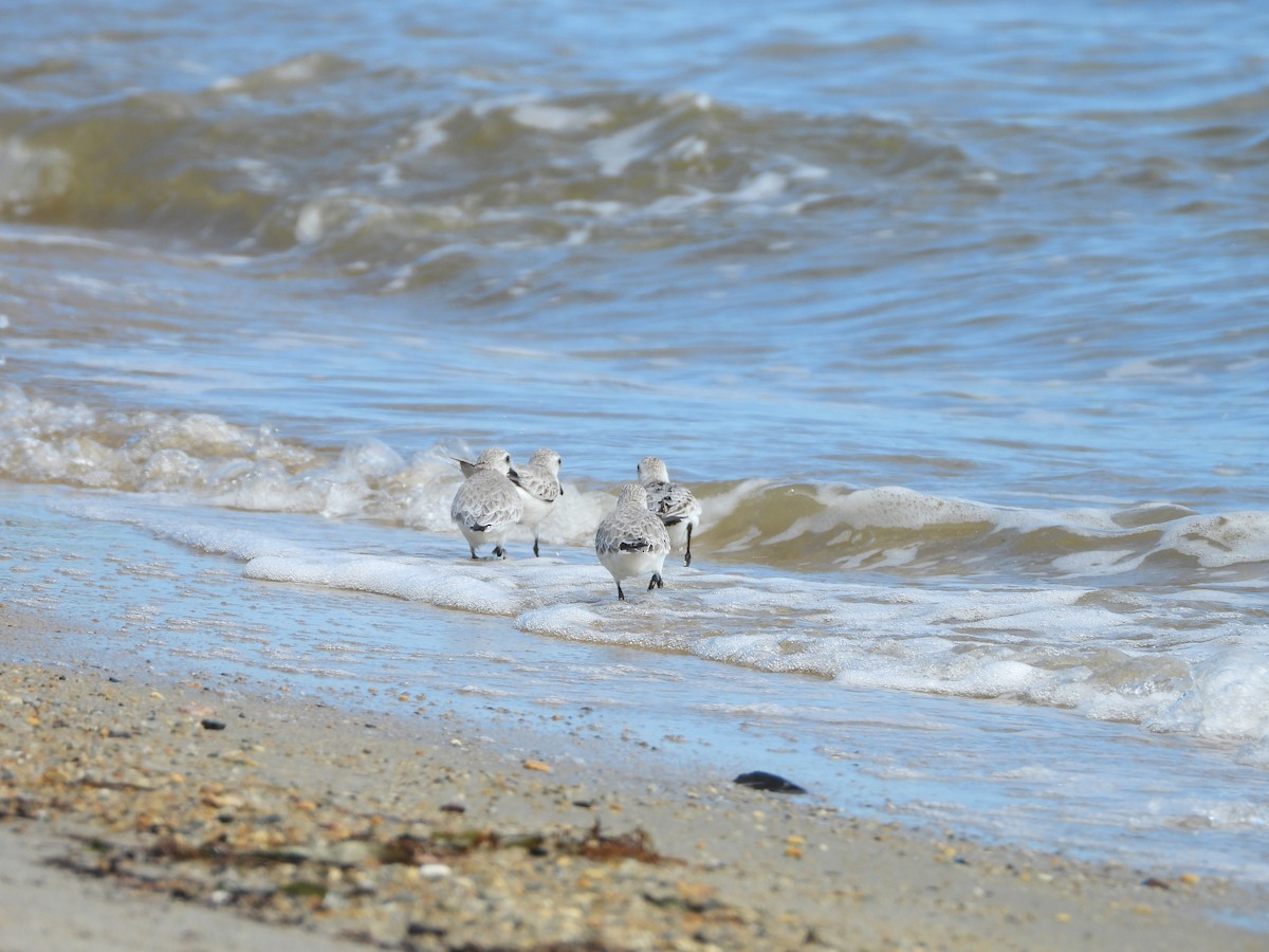 Sanderling - ML638576067