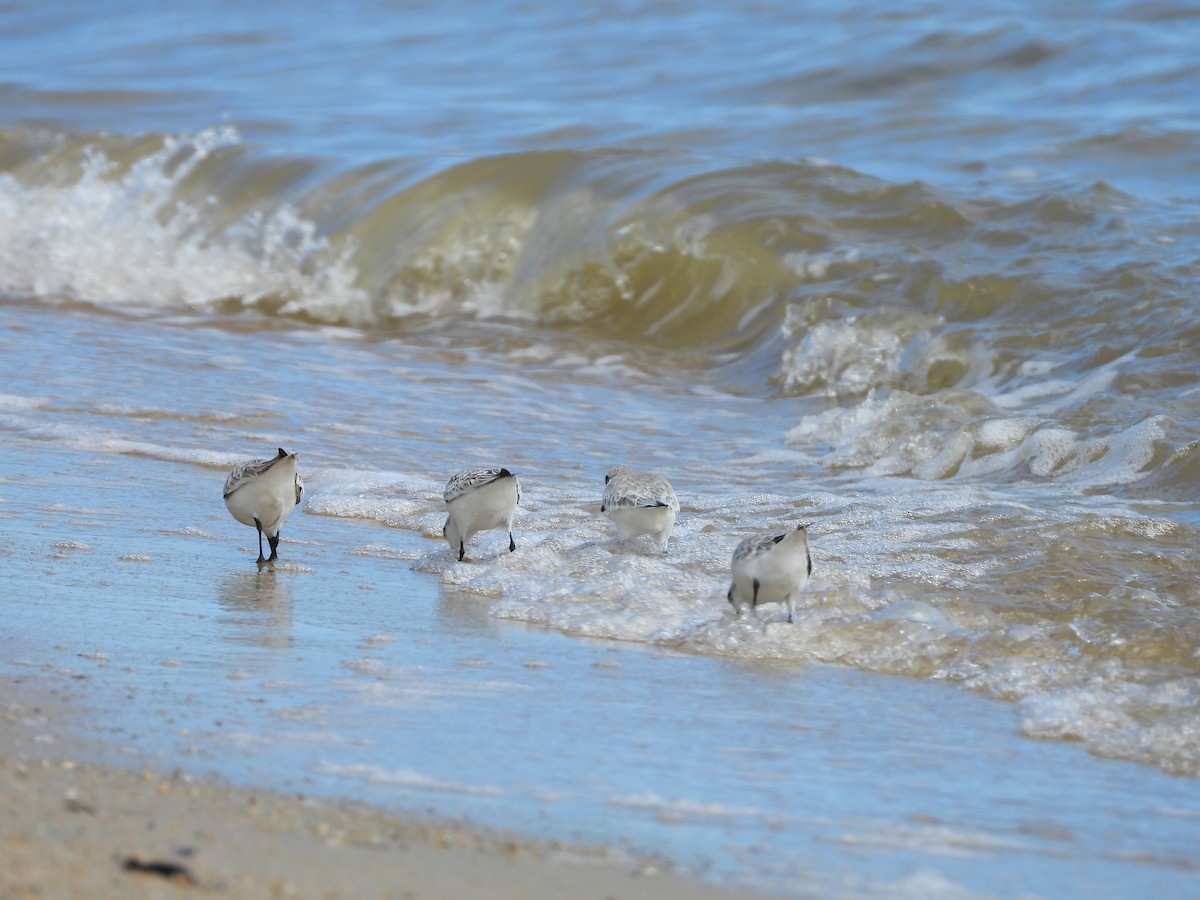 Sanderling - ML638576068