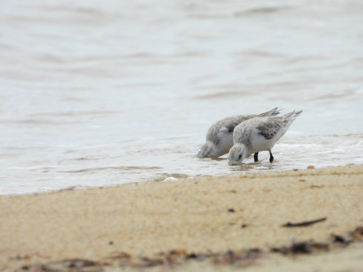 Sanderling - ML638576069