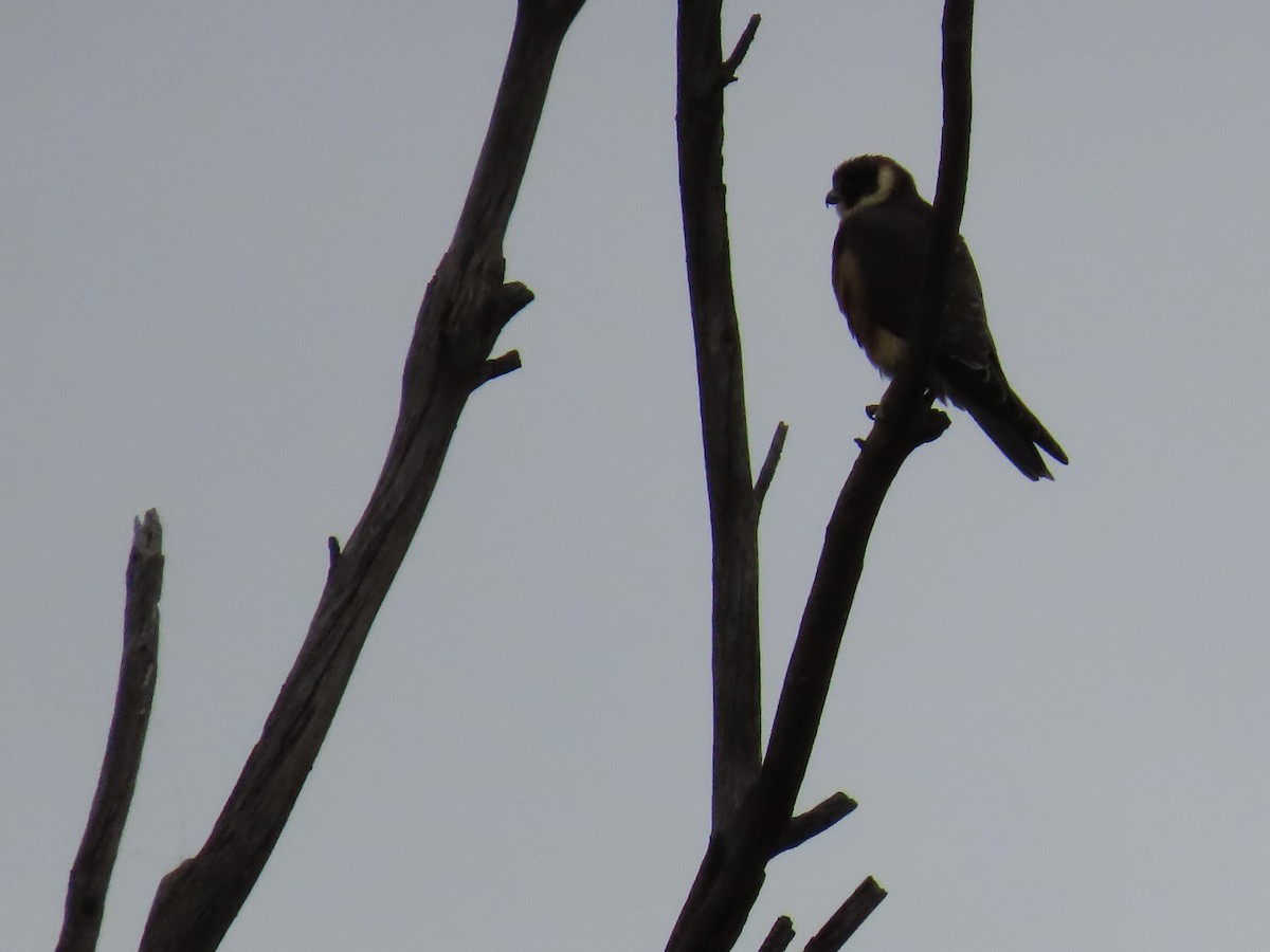 Australian Hobby - ML638576073
