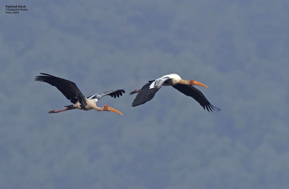 Painted Stork - ML638576074