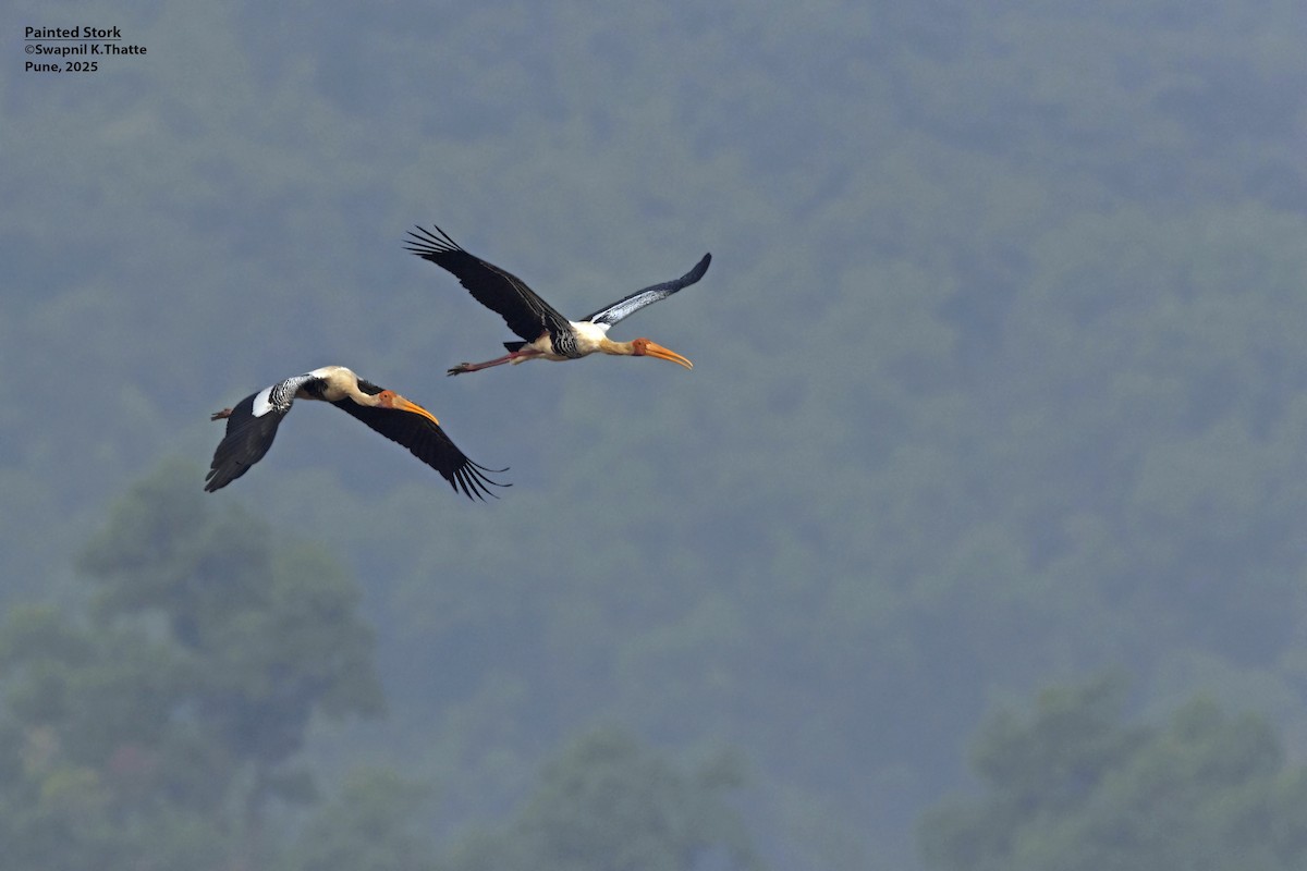 Painted Stork - ML638576075