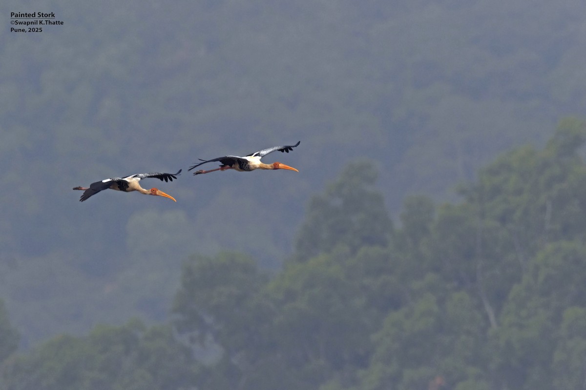 Painted Stork - ML638576076