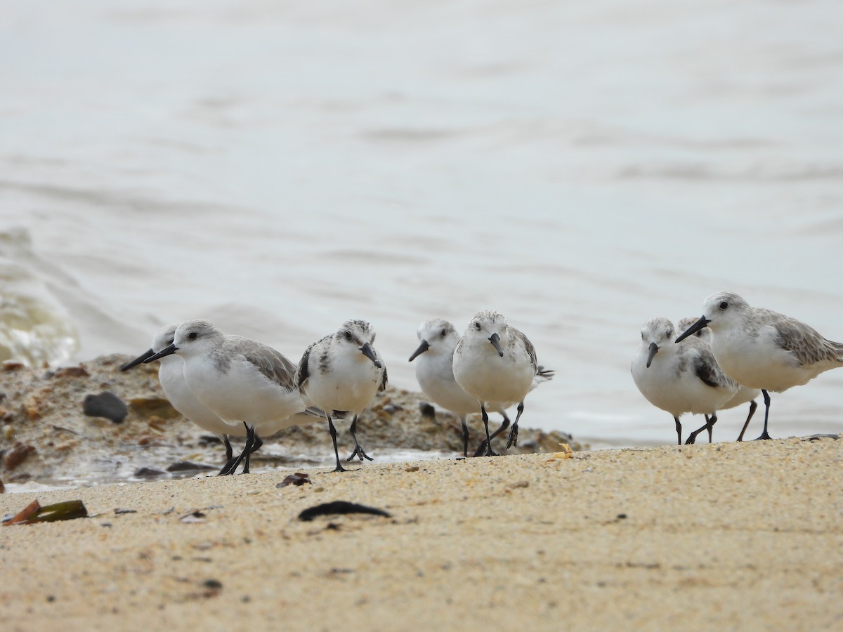 Sanderling - ML638576085