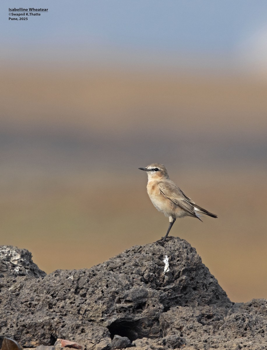 Isabelline Wheatear - ML638576089