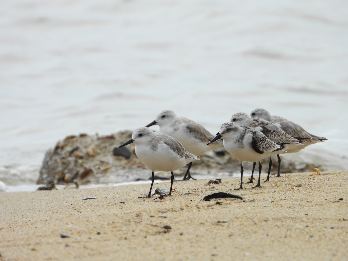 Sanderling - ML638576100