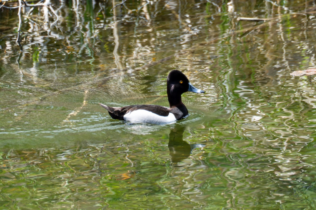 Ring-necked Duck - ML638576122