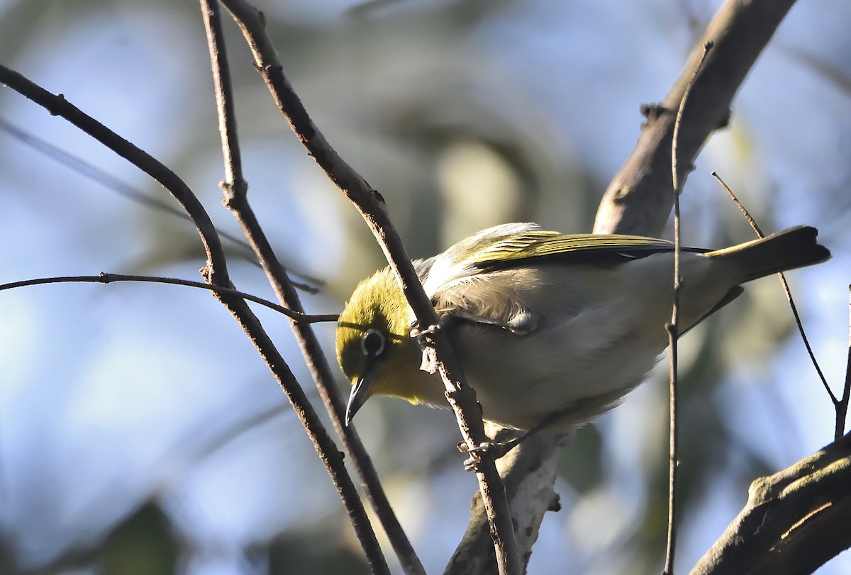 Silvereye - ML638576124