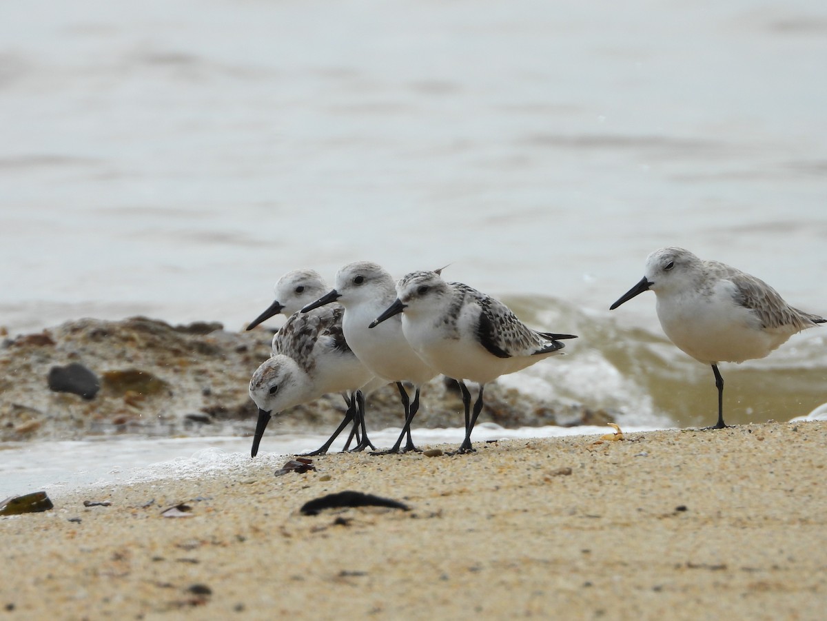 Sanderling - ML638576135