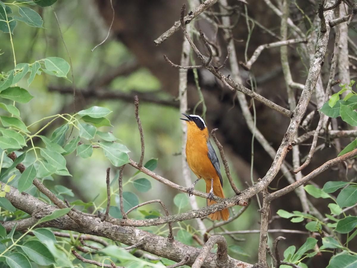 White-browed Robin-Chat - ML638576143