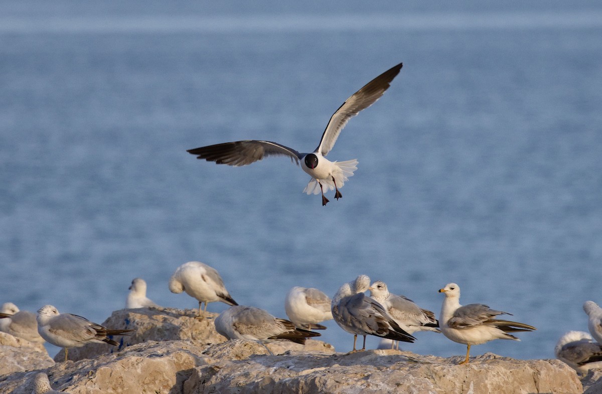 Laughing Gull - ML638576159