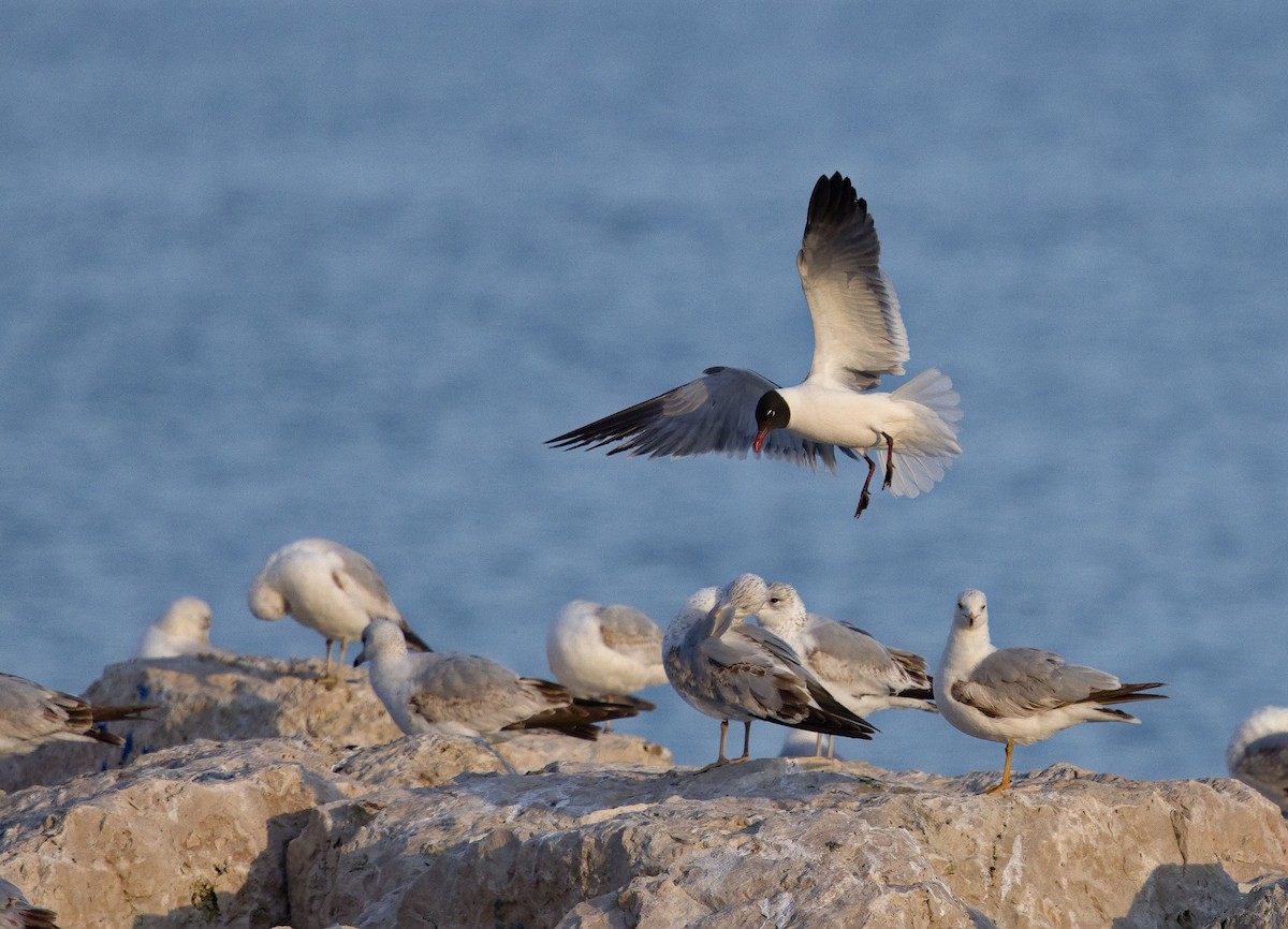 Laughing Gull - ML638576160