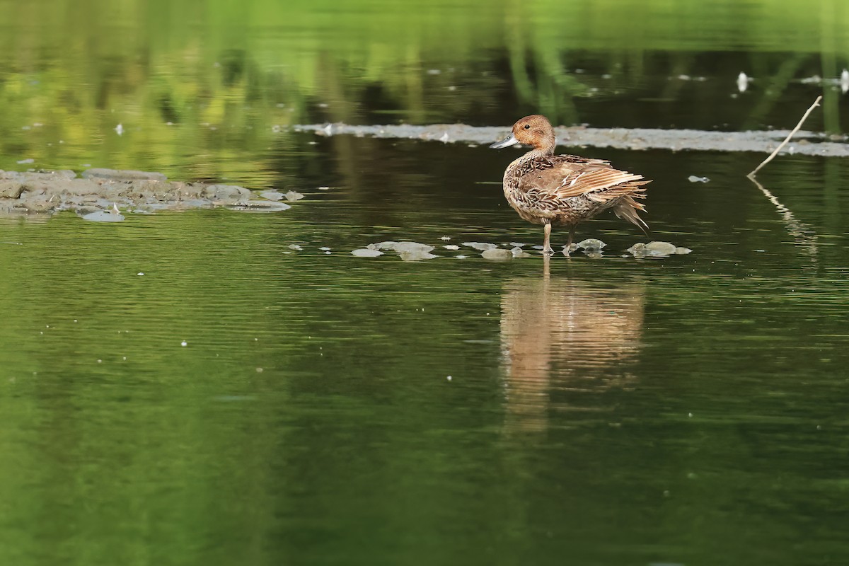 Northern Pintail - ML638576164