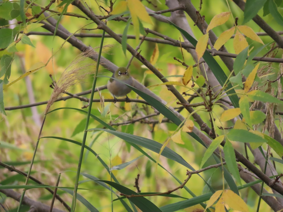 Silvereye - ML638576170