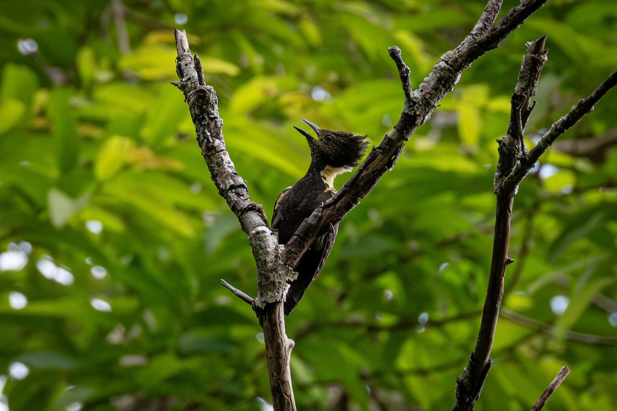 Black-and-buff Woodpecker - ML638576219