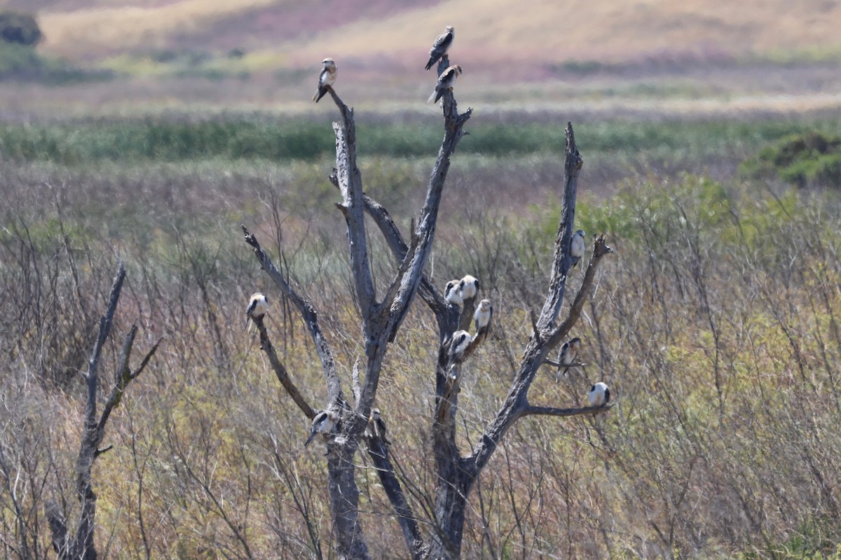 White-tailed Kite - ML638576225