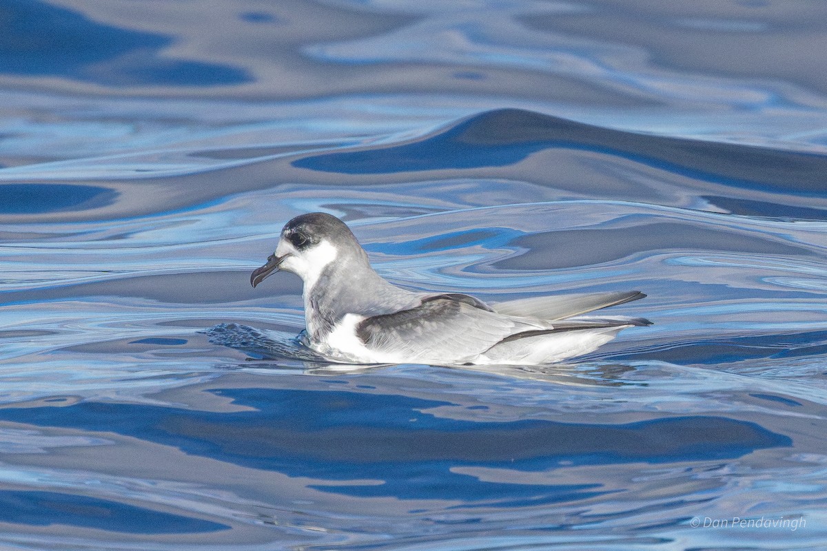 Blue Petrel - ML638576231