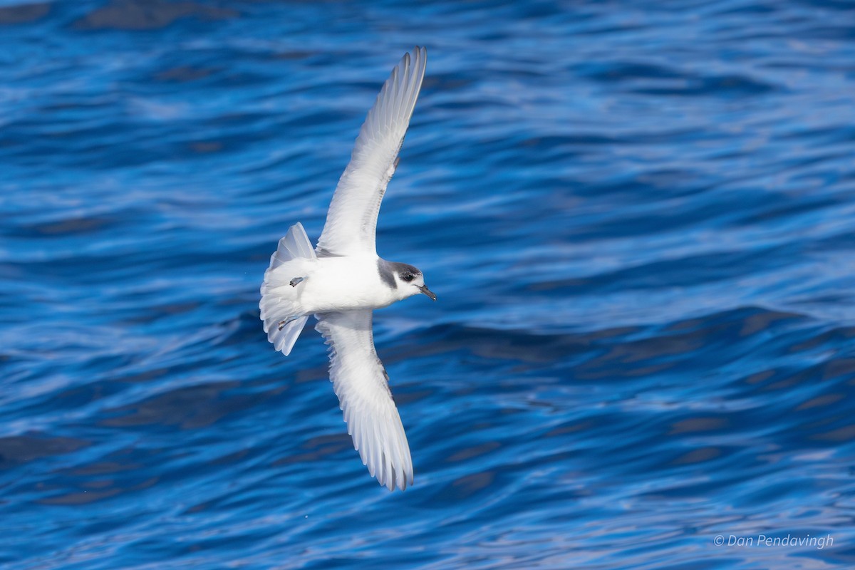 Blue Petrel - ML638576238
