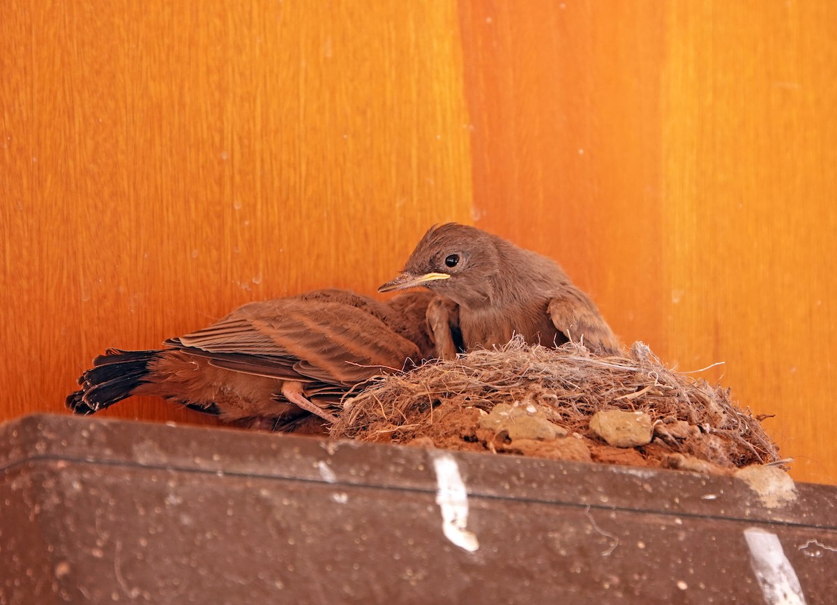 Say's Phoebe - ML638576246