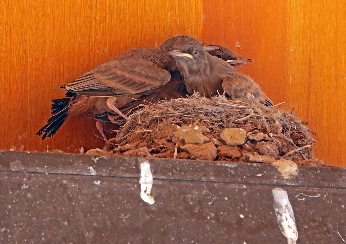 Say's Phoebe - ML638576248