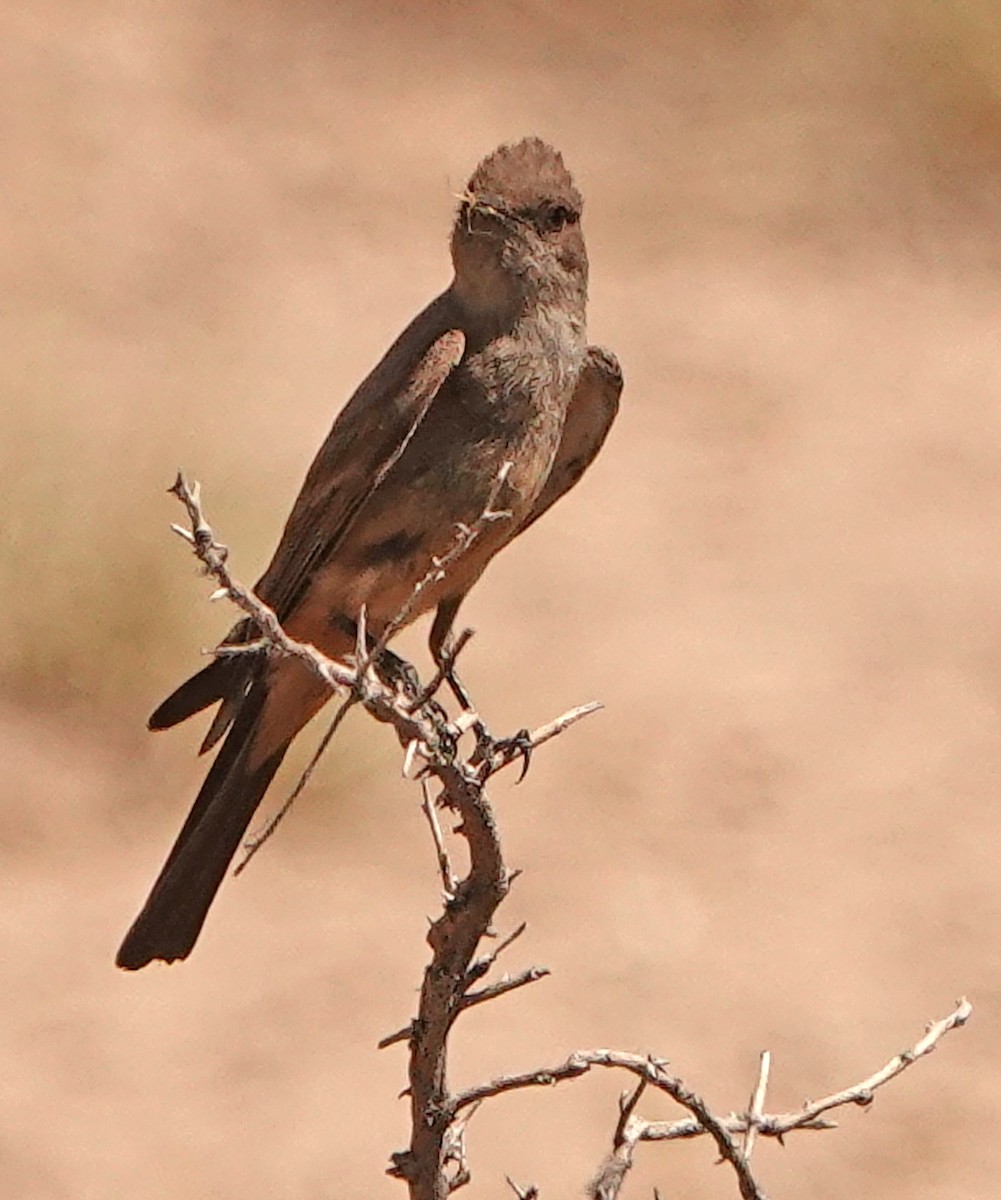 Say's Phoebe - ML638576251