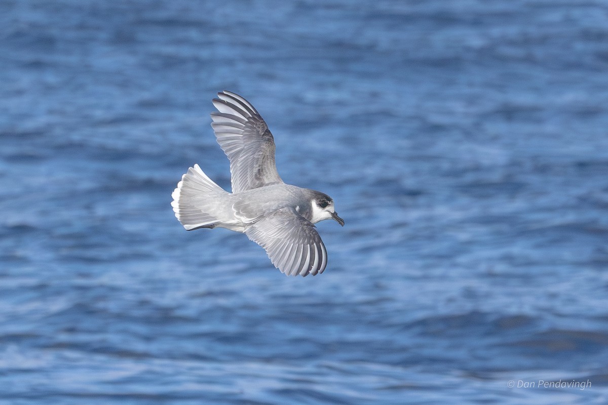 Blue Petrel - ML638576252