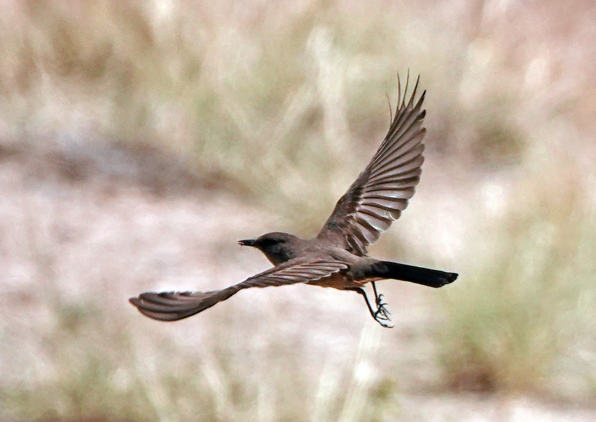 Say's Phoebe - ML638576253