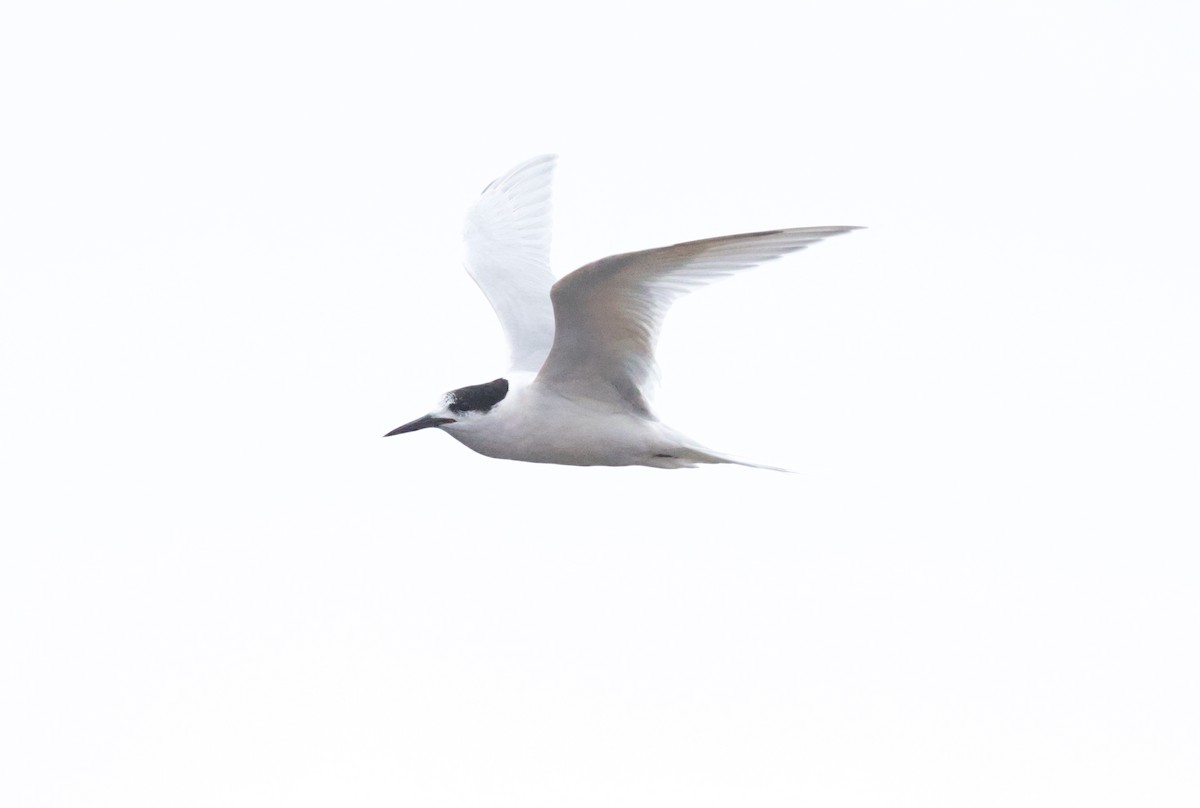 White-fronted Tern - ML638576285