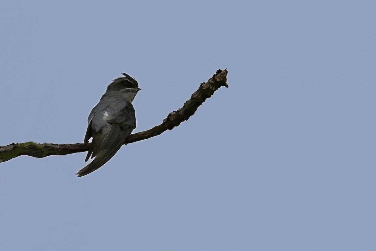 Crested Treeswift - ML638576318