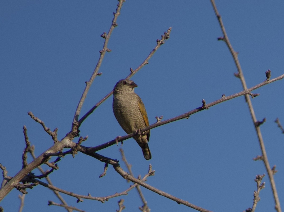 Orange-winged Pytilia - ML638576322