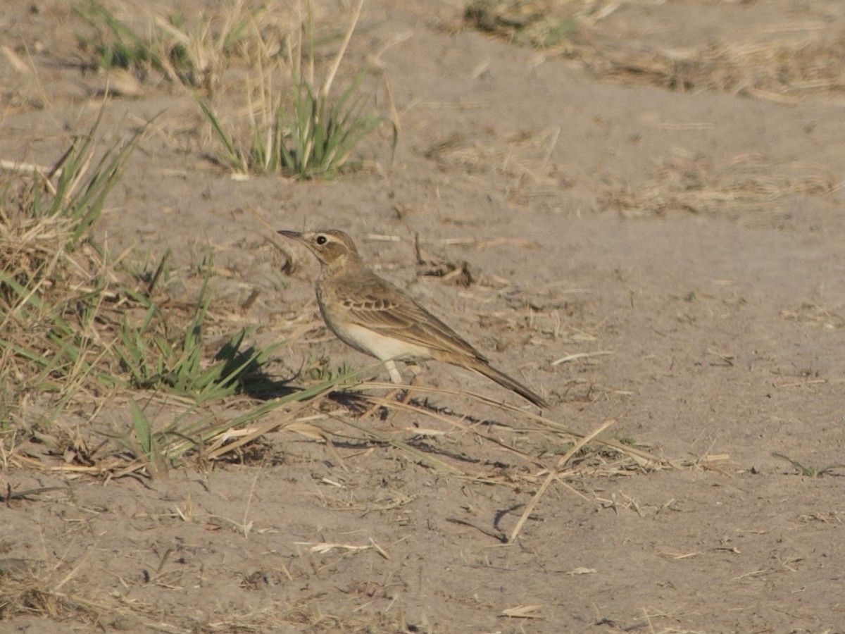 Plain-backed Pipit - ML638576323