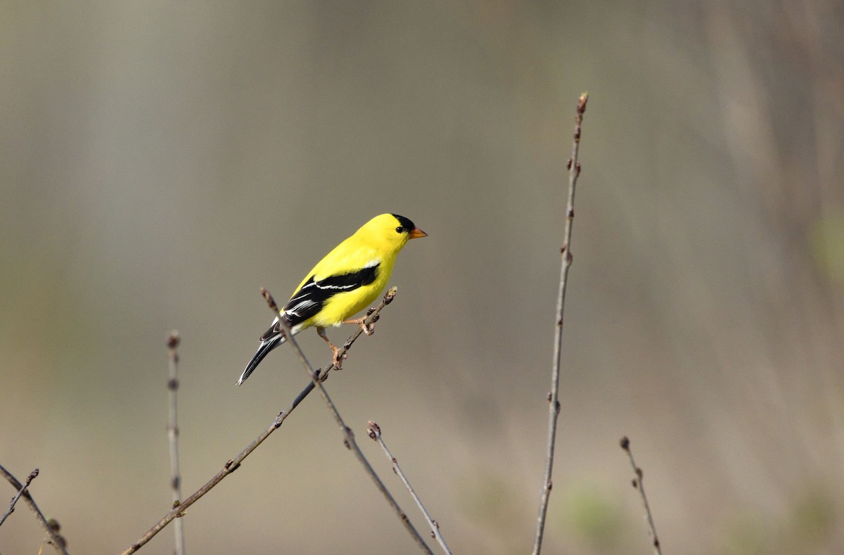 American Goldfinch - ML638576338