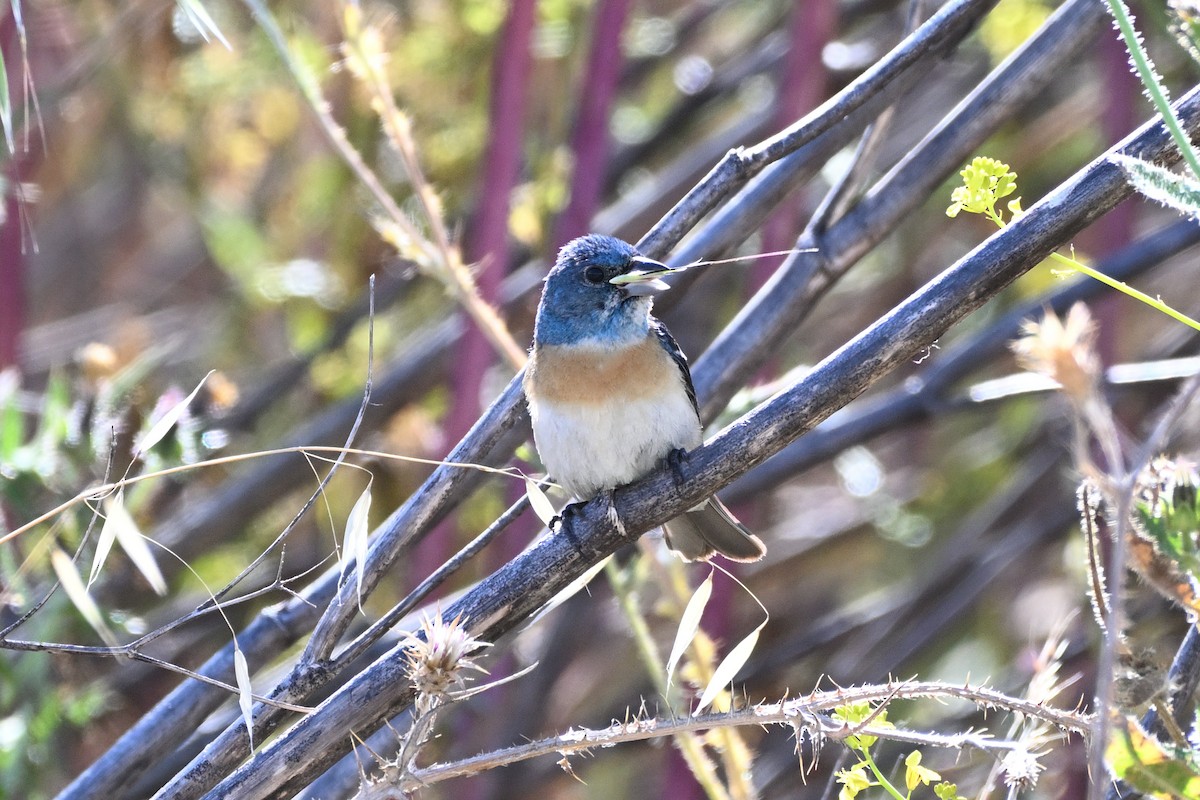 Lazuli Bunting - ML638576364