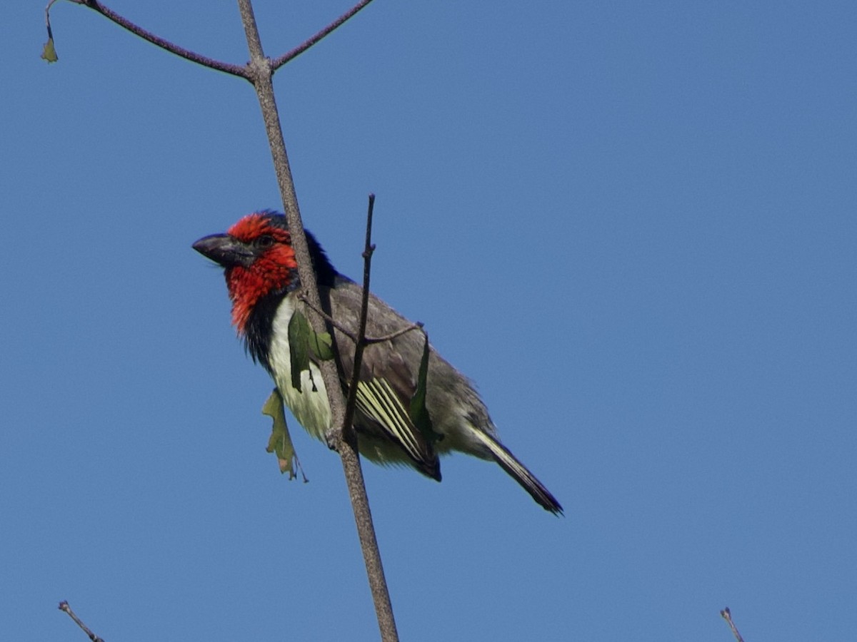 Black-collared Barbet - ML638576366