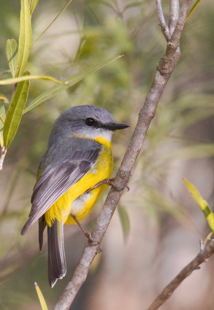 Eastern Yellow Robin - ML638576371