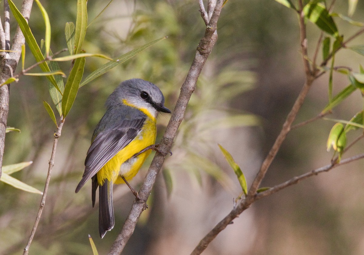 Eastern Yellow Robin - ML638576372