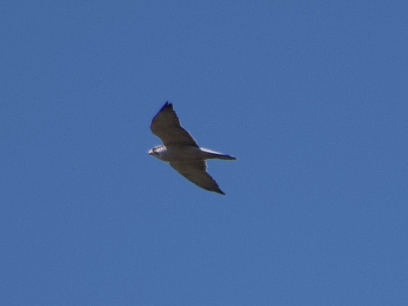 Lanner Falcon - ML638576375