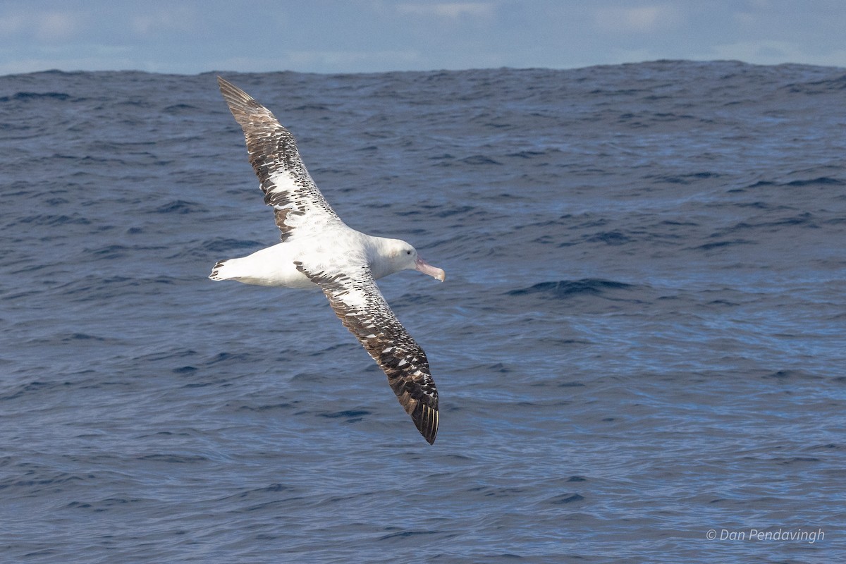 Antipodean Albatross (Gibson's) - ML638576376