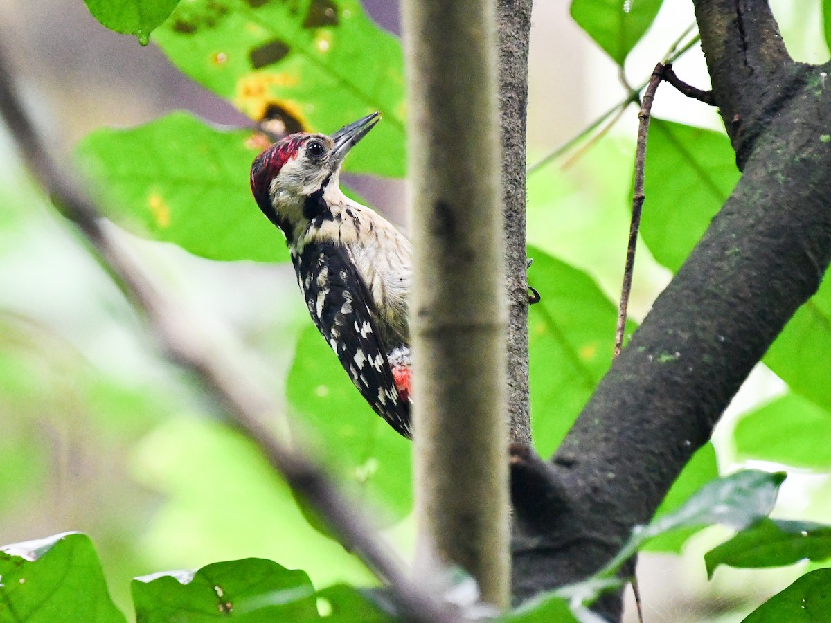 Fulvous-breasted Woodpecker - ML638576388