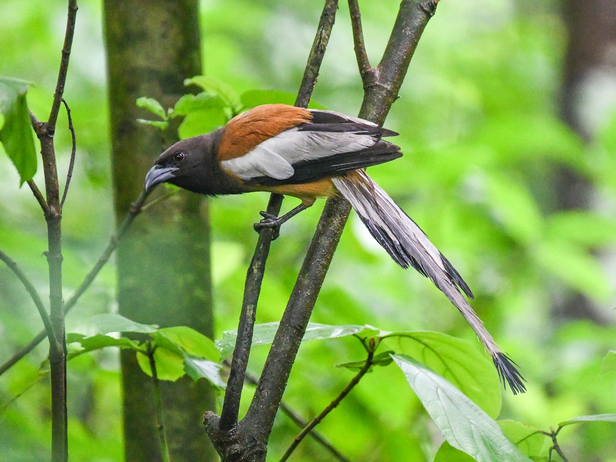 Rufous Treepie - ML638576390