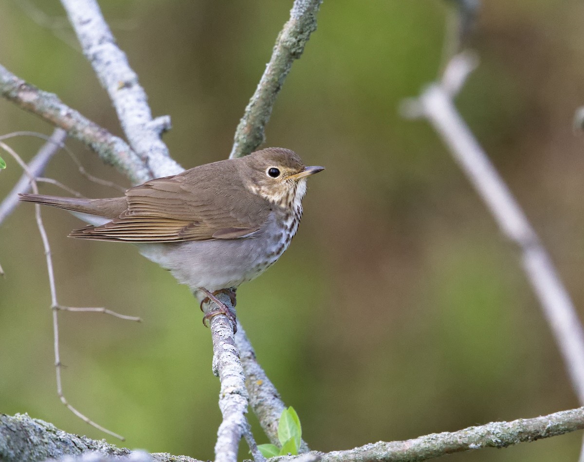 Hermit Thrush - ML638576401