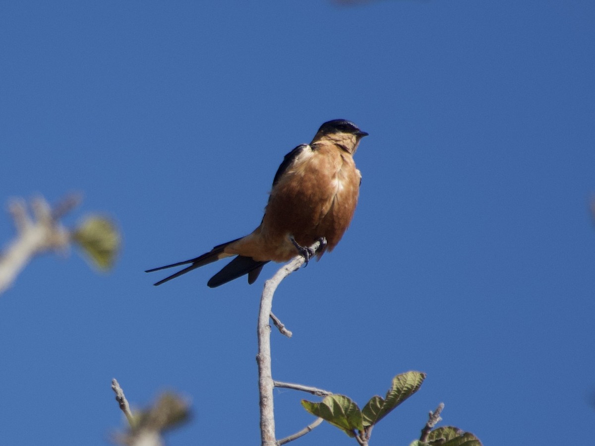 Rufous-chested Swallow - ML638576412