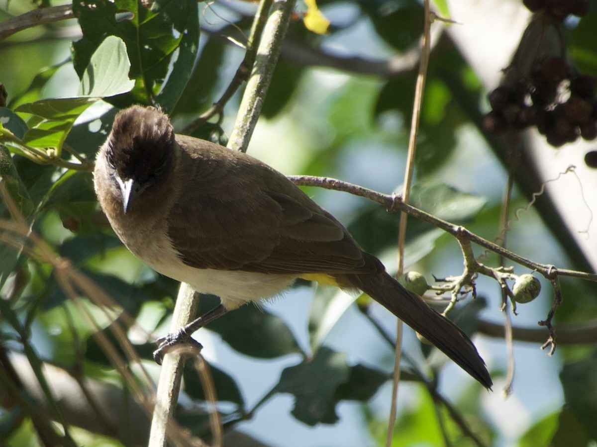 Common Bulbul (Dark-capped) - ML638576419