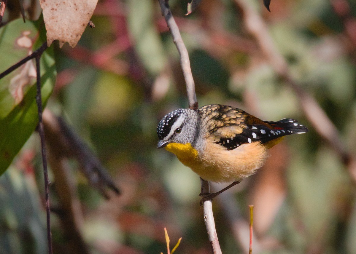Spotted Pardalote - ML638576421